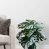 Blooming Floret Artificial Monstera Plant | with Basic Black Pot | Contrasting Leaves in Green & White | Ornamental Plant for Interior Decor/Home Decor/Office Decor | 18 Leaves | Durable - Image 2