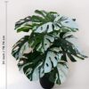 Blooming Floret Artificial Monstera Plant | with Basic Black Pot | Contrasting Leaves in Green & White | Ornamental Plant for Interior Decor/Home Decor/Office Decor | 18 Leaves | Durable - Image 3