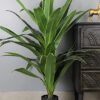 Elemntl Artificial Large Floor Plant with Plastic Pot for Home Decor (Height: 4 feet) | Decoration Items for Living Room | Decorative Table Top Indoor Plants Bonsai for Office (Dragon Plant 4 feet) - Image 3