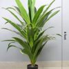 Elemntl Artificial Large Floor Plant with Plastic Pot for Home Decor (Height: 4 feet) | Decoration Items for Living Room | Decorative Table Top Indoor Plants Bonsai for Office (Dragon Plant 4 feet) - Image 2